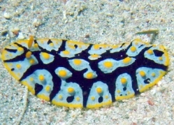 ;Photo: A. Ofer ;see it in the Sea Slug Forum